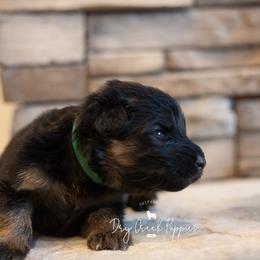 Ariel - Black and red female German Shepherd puppy in Pomona, Missouri from Dry Creek Puppies, LLC