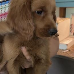 Companion Cross and Golden Retriever Puppies from Happy Tails Mini Goldens