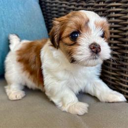 Elsa - Red brindle female Havanese puppy in Orlando, Florida from Pixie Dust Havanese