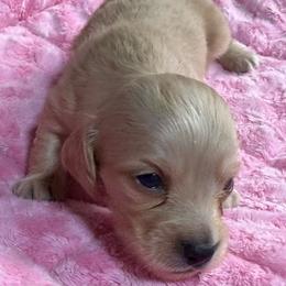 Beau - Cream male Dachshund puppy in Salem, Oregon from Longdox Mini Dachshunds