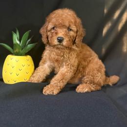 Dark green collar - Apricot female Poodle puppy in Anaheim, California from SoCal Toy Poodles