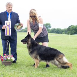 German Shepherds from Guardian Farm Sheperds