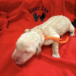 Boy 6 - Cream male Goldendoodle puppy in Houston, Texas from Were The Mack'Doodles