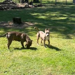 American Pit Bull Terrier Puppies from Floss Dog Kennels