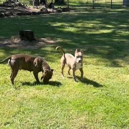 American Pit Bull Terrier Puppies from Floss Dog Kennels