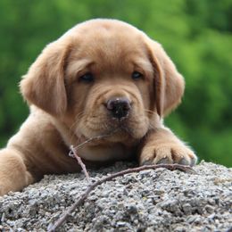 Labrador Retriever Puppies from Ivy Leash Labradors