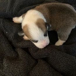 Pembroke Welsh Corgi Puppies from Silver Mae Kennel