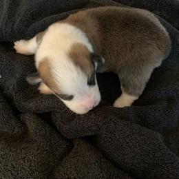 Pembroke Welsh Corgi Puppies from Silver Mae Kennel