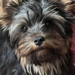 Yorkshire Terriers from MXD Yorkies