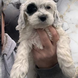 Zoey - female Cockapoo puppy in Connersville, Indiana from MoonShine Babies