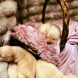 Sweetie - Yellow female Labrador Retriever puppy in Sweet Home, Oregon from Knotty Creek Labradors