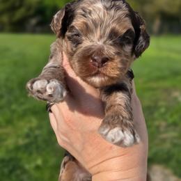 Crunch (Choco Merle ) - Merle male Cockapoo puppy in Dayton, Ohio from BATDOGSNDOODLES
