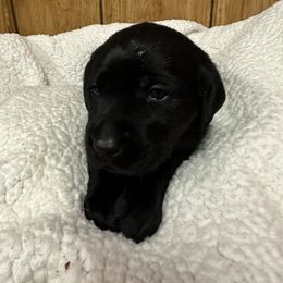 Labrador Retriever Puppies from Hunter’s Moon Retrievers
