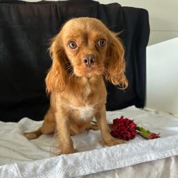 Ruby - Cavalier King Charles Spaniel