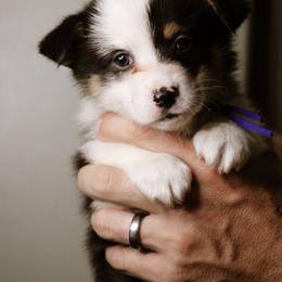 Leah - Black and tan female Pembroke Welsh Corgi puppy in South Otselic, New York from Ridge Top Corgis