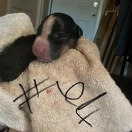 Cardigan Welsh Corgi Puppies from Katie Rogers