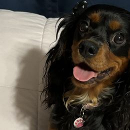 Lola - Cavalier King Charles Spaniel