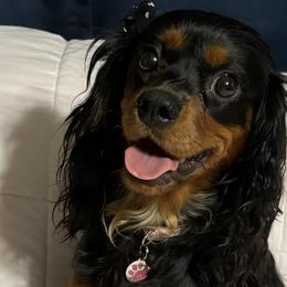 Lola - Cavalier King Charles Spaniel