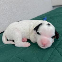 Moony - Tri-color male Bernedoodle puppy in Apache Junction, Arizona from Coffey House Doodles