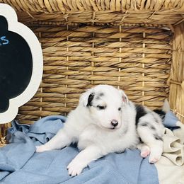 Shetland Sheepdog Puppies from Southern Charm Sheltie Farm