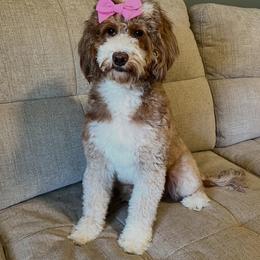 willow - Goldendoodle