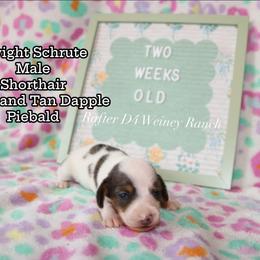 Boy 3 - male Dachshund puppy in Ridgeville, Indiana from Rafter D4 Ranch - Mini Dachshunds