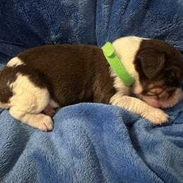 Light green - Liver white and tan female English Springer Spaniel puppy in Williston, Florida from Bizzy Farms English Springer Spaniels