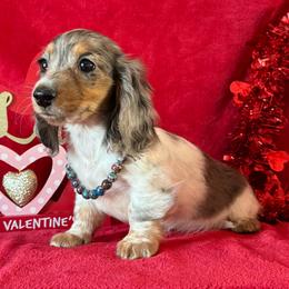 Daisy - Black and tan female Dachshund puppy in Lincoln, Arkansas from Red Dirt Dachshunds