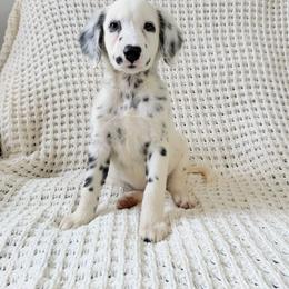 Aglaonema - LUA long coat - White and black female Dalmatian puppy in Jefferson, Georgia from Spotted Jewels Dalmatians