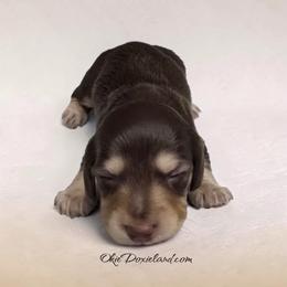 Maximus - Chocolate and cream male Dachshund puppy in Oklahoma City, Oklahoma from OkieDoxieland Dachshunds