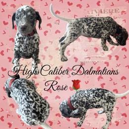 Rose/ red female - White and liver brown Dalmatian puppy in Pocatello, Idaho from High Caliber Dalmatians