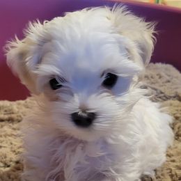 Boy 1 - Maltese puppy in Kane, Pennsylvania from Emerald Maltese