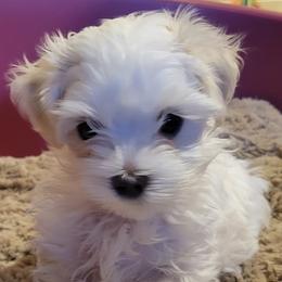 Boy 1 - Maltese puppy in Kane, Pennsylvania from Emerald Maltese