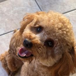 Maltipoo puppies from Maltipoos SD