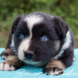 Cedar - Black tri-color male Australian Shepherd puppy in Grapeland, Texas from Smokin K Aussies