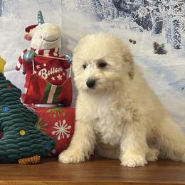 Mr. Fezziwig - Cream male Goldendoodle puppy in Owenton, Kentucky from Elagant Acres