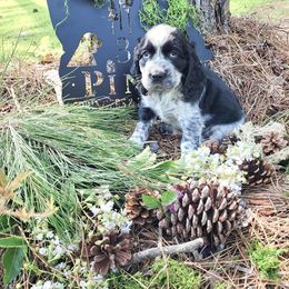 English Springer Spaniel Puppies from 31 Pines Springers & Retrievers