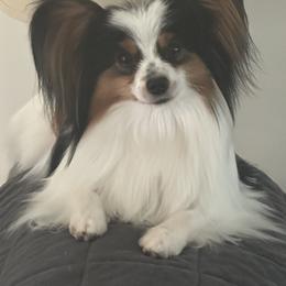 Dusty - White black and tan male Papillon puppy in Plainville, Connecticut from Guardian’s Papillons