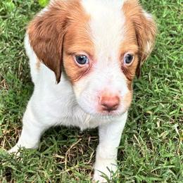 Krystal boy 2 - Orange and white male Brittany puppy in Floyd Knobs, Indiana from Cross Creek Brittanys