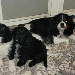 Cavapoo Puppies from Joseph G Harrison