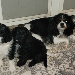 Cavapoo Puppies from Joseph G Harrison