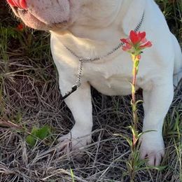 Boxers and French Bulldogs from Janis Whalen