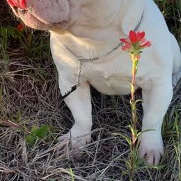 Boxers and French Bulldogs from Janis Whalen