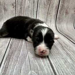 Purple collar Girl Merry - Black and tan female Pembroke Welsh Corgi puppy in Paris, Kentucky from Flat Run Corgis