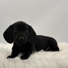 Mars - Black male Dachshund puppy in Illinois from Charmm Dachshunds