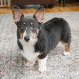 Wren - Blue male Pembroke Welsh Corgi puppy in Bedford, Indiana from Sunny Acres Corgis