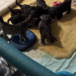 Glen of Imaal Terrier Puppies from Jake's Kennels