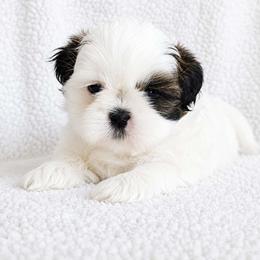 HANK - Brindle and white male Shih Tzu puppy in Las Vegas, Nevada from Beirin Breige Shih Tzus