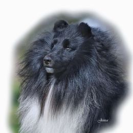 Rigsby - Shetland Sheepdog