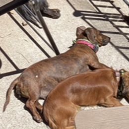 Dachshunds from Adorable Mini Dachshund Breeder